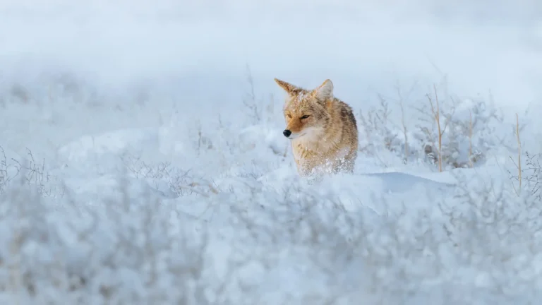 A wild coyote walking through deep snow and frosted brush at Rocky Mountain Arsenal National Wildlife Refuge in winter.