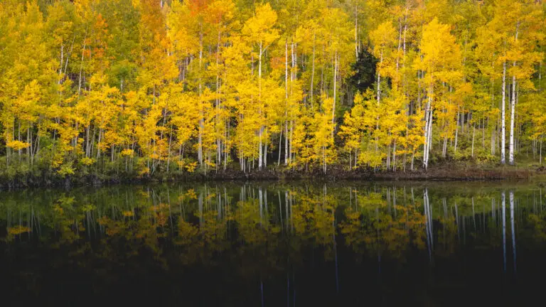 Colorado Photography Locations Colorado Photography Locations Autumn aspen trees with bright yellow leaves along a calm lake their white trunks reflected in the water