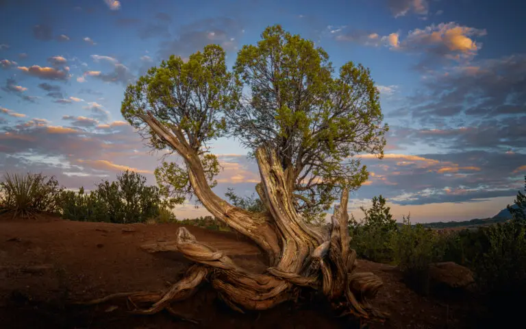 Colorado Photography Locations Colorado Photography Locations A large gnarled dead tree trunk with green leaved branches reaching upward against a dusky desert landscape at sunset