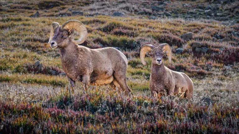 Two bighorn sheep standing in a rocky, alpine meadow with colorful shrubs in autumnal hues.