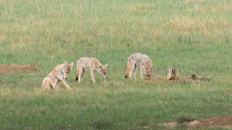 Group of coyotes with a badger.