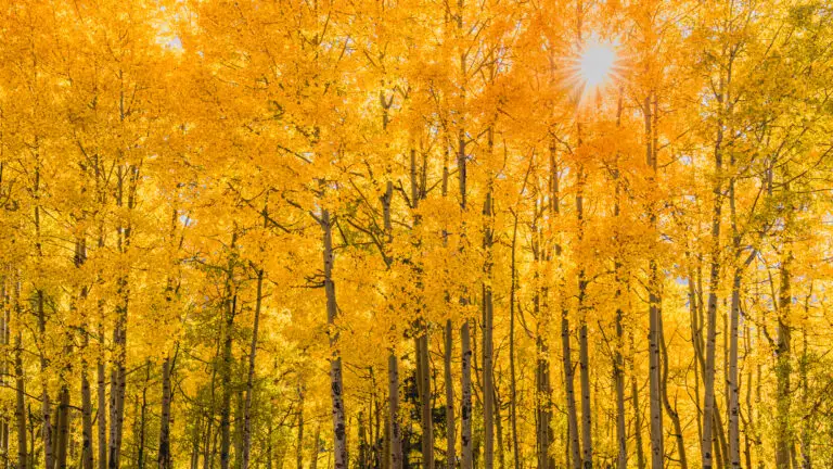 Colorado Photography Locations Colorado Photography Locations Sunlit aspen forest in autumn with bright yellow leaves and slender white trunks