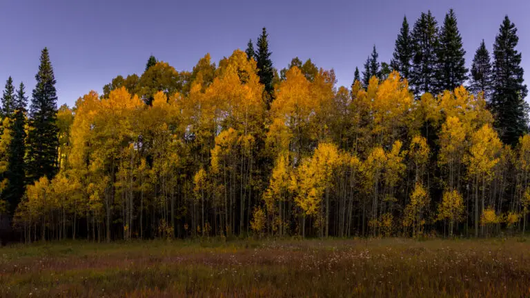 Colorado Photography Locations Colorado Photography Locations Golden aspen grove in autumn with a backdrop of dark evergreens under a purple sky at dusk