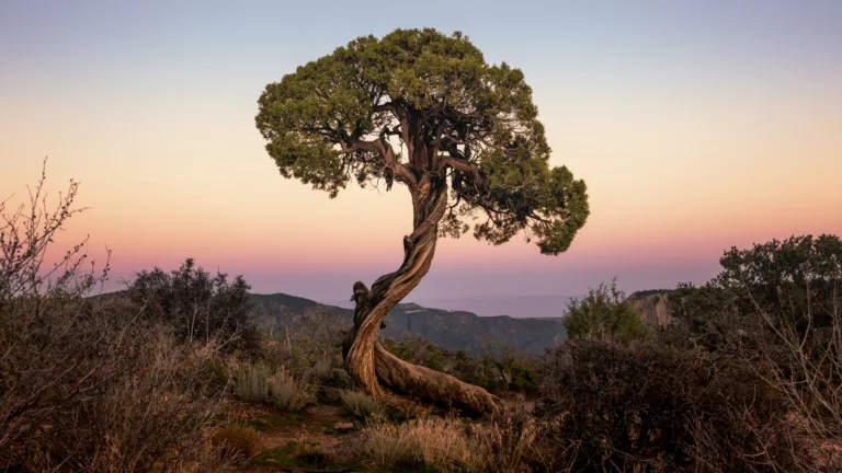 Twisted lone tree with a round green canopy on a hillside at sunset, pastel orange and purple sky behind.