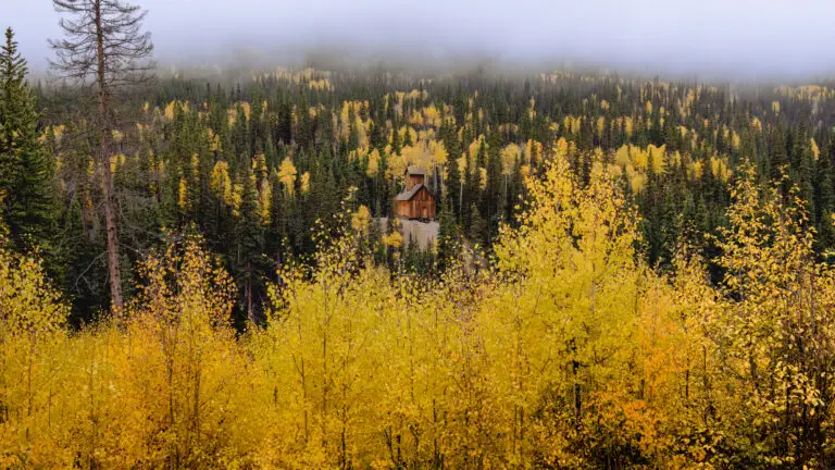 Panoramic autumn forest with golden aspen and dark evergreens, a small wooden church at center under a low misty sky.