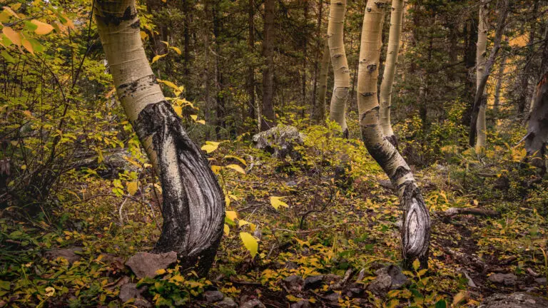 Colorado Photography Locations Colorado Photography Locations Autumn forest scene with slender aspen trees yellow leaves and rocky ground beneath a dense understory