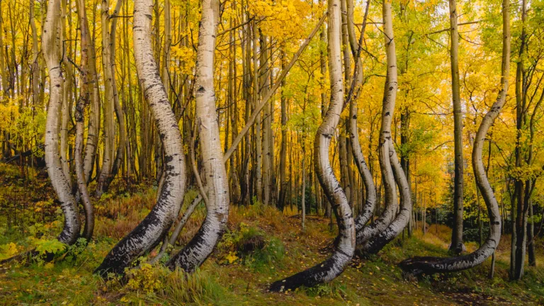 Colorado Photography Locations Colorado Photography Locations Autumn aspen forest with white trunks and vibrant yellow leaves many trunks bending and crossing each other in a sunlit grove