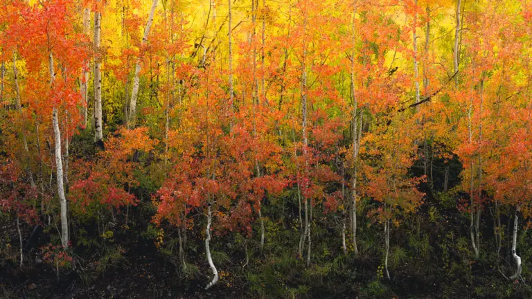 Dense stand of aspen trees in autumn colors—yellow, orange, and red leaves with dark undergrowth at the forest floor.