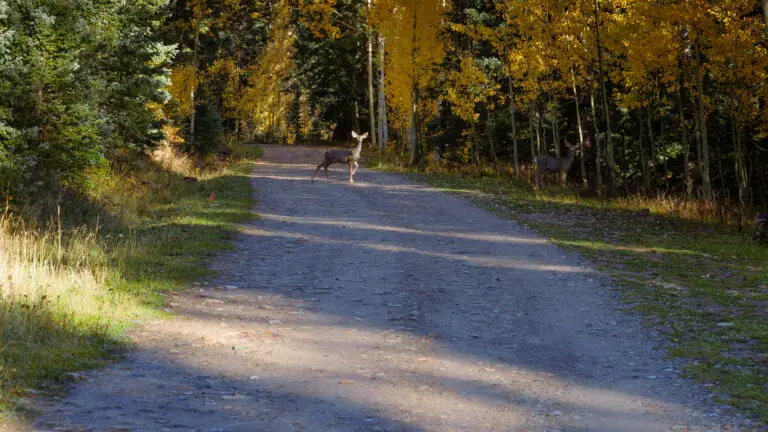 Two deer stand on a gravel forest path framed by autumn trees with gold leaves.