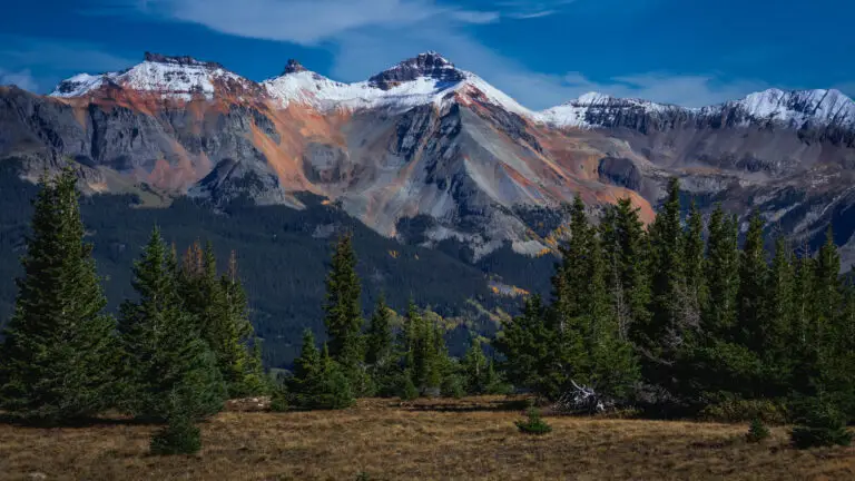Snow-capped mountain range under a clear blue sky with a forest of conifer trees in the foreground.